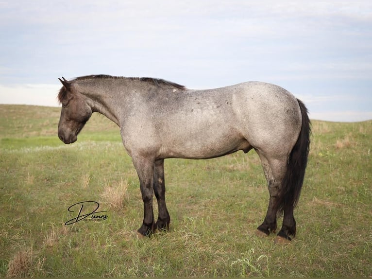 American Quarter Horse Mix Wallach 6 Jahre 163 cm Roan-Blue in Thedford, NE
