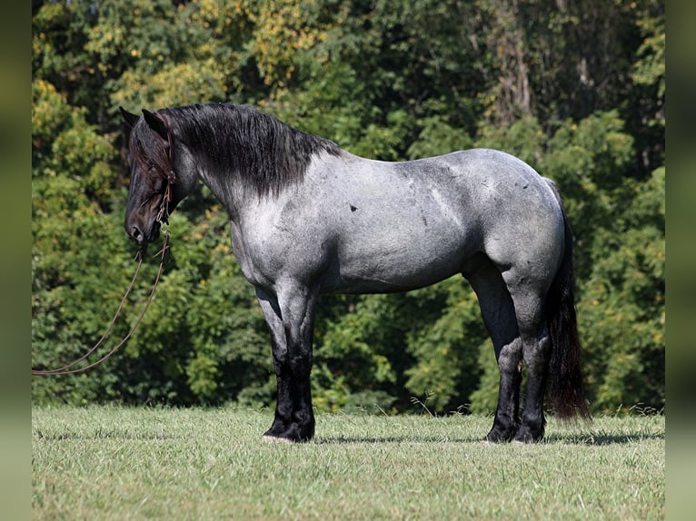 American Quarter Horse Wallach 6 Jahre 163 cm Roan-Blue in Mount Vernon