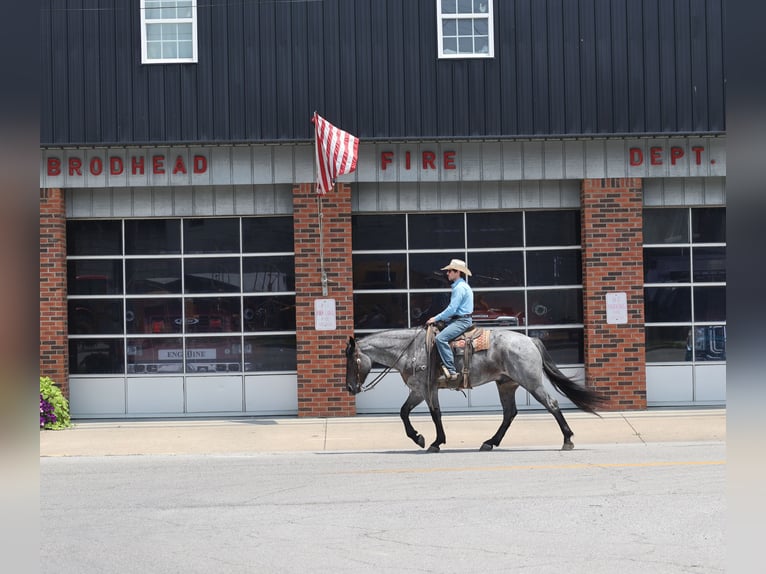 American Quarter Horse Wallach 6 Jahre 163 cm Roan-Blue in Mount Vernon