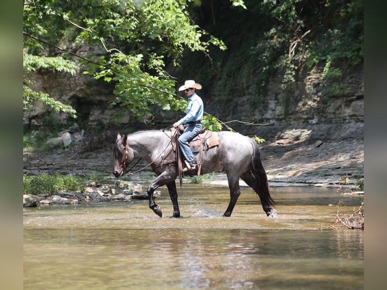 American Quarter Horse Wallach 6 Jahre 163 cm Roan-Blue in Mount Vernon