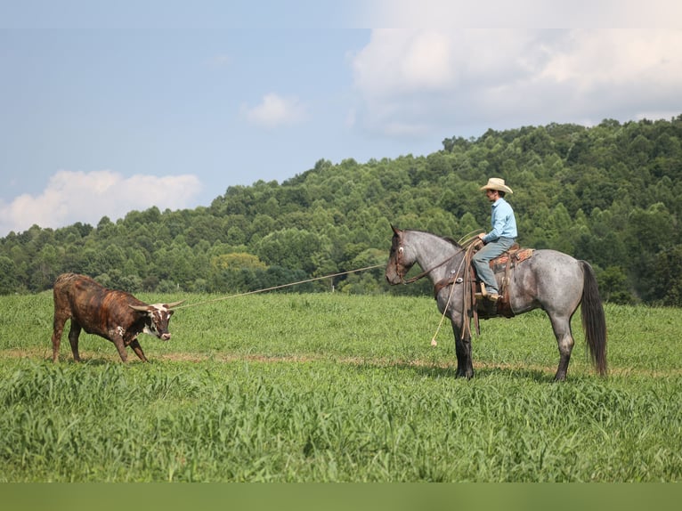 American Quarter Horse Wallach 6 Jahre 163 cm Roan-Blue in Mount Vernon