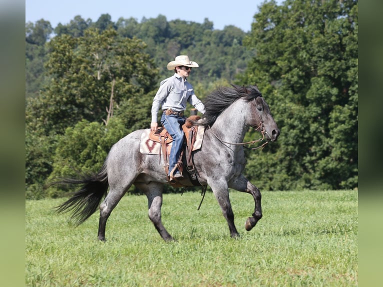 American Quarter Horse Wallach 6 Jahre 163 cm Roan-Blue in Mount Vernon