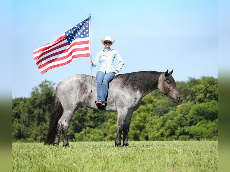 American Quarter Horse Wallach 6 Jahre 163 cm Roan-Blue in Mount Vernon