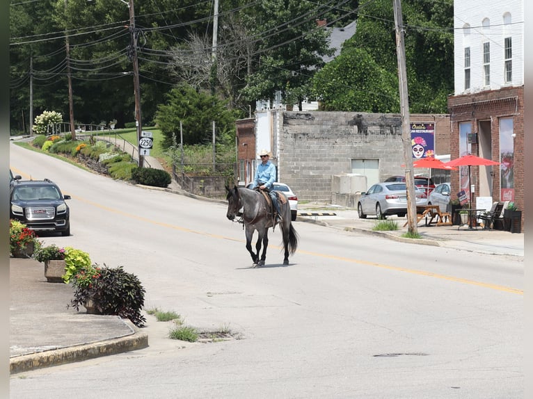 American Quarter Horse Wallach 6 Jahre 163 cm Roan-Blue in Mount Vernon
