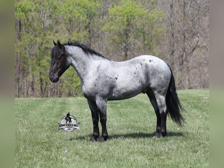 American Quarter Horse Wallach 6 Jahre 163 cm Roan-Blue in Mount Vernon