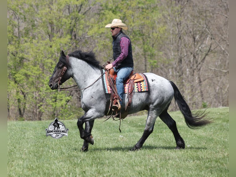 American Quarter Horse Wallach 6 Jahre 163 cm Roan-Blue in Mount Vernon