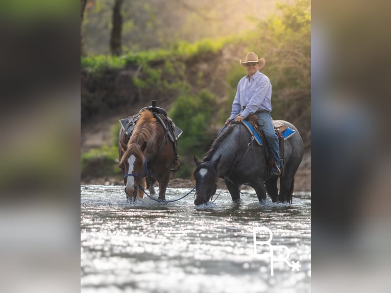American Quarter Horse Wallach 6 Jahre 163 cm Roan-Blue in Mountain Grove MO