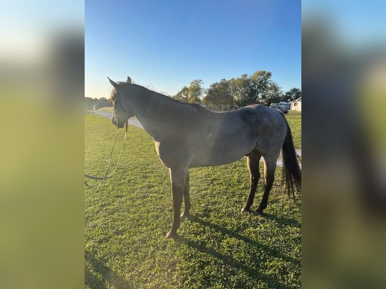 American Quarter Horse Wallach 6 Jahre 163 cm Roan-Blue in Springfield MO