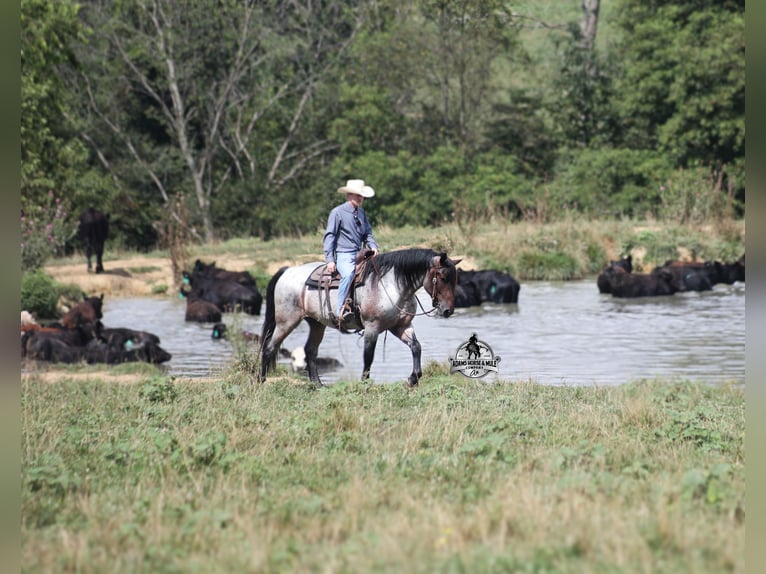 American Quarter Horse Wallach 6 Jahre 163 cm Roan-Blue in Gladstone, NJ
