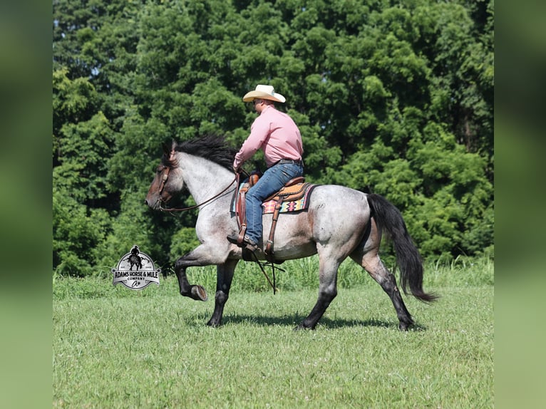 American Quarter Horse Wallach 6 Jahre 163 cm Roan-Blue in Gladstone, NJ
