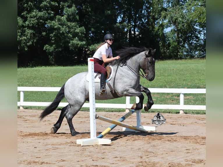 American Quarter Horse Wallach 6 Jahre 163 cm Roan-Blue in Gladstone