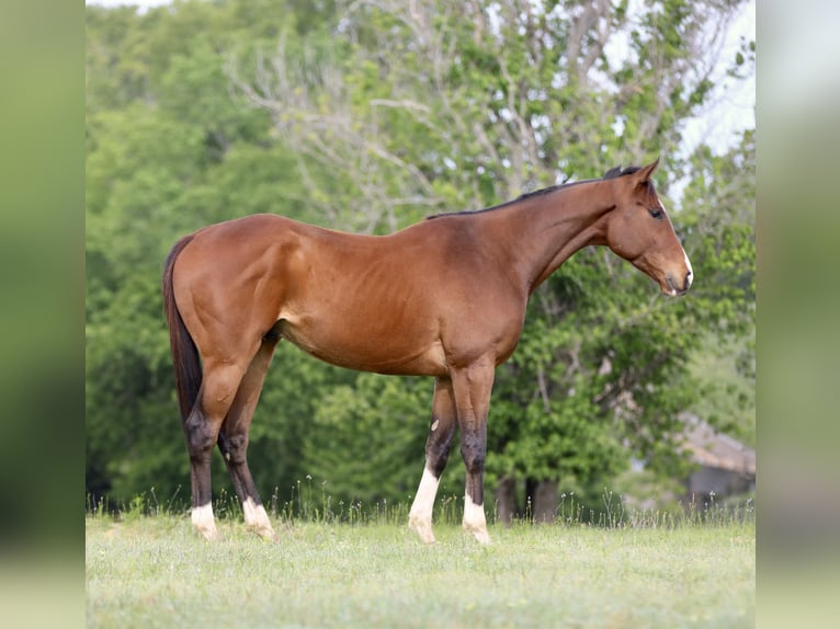 American Quarter Horse Mix Wallach 6 Jahre 163 cm Rotbrauner in Athens