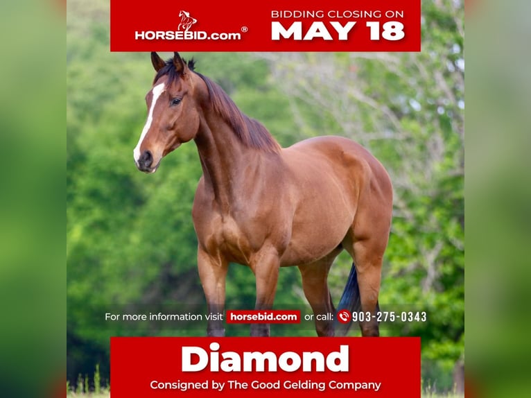 American Quarter Horse Mix Wallach 6 Jahre 163 cm Rotbrauner in Athens