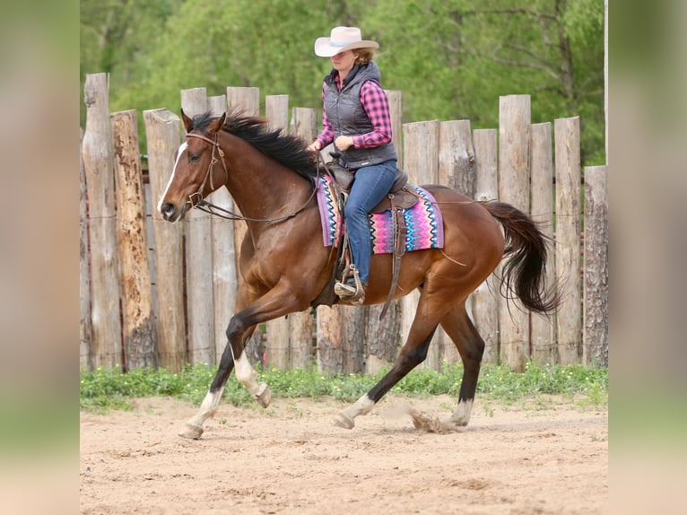 American Quarter Horse Mix Wallach 6 Jahre 163 cm Rotbrauner in Athens