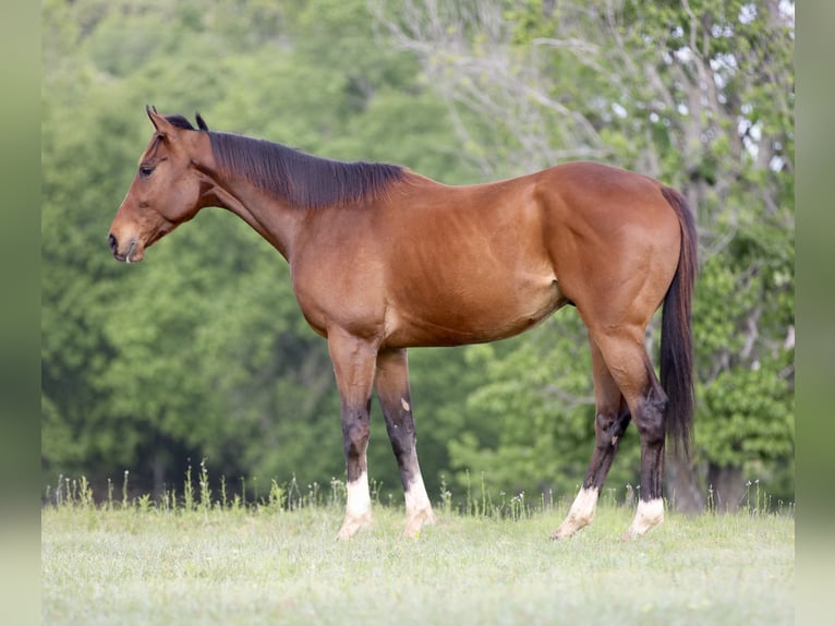 American Quarter Horse Mix Wallach 6 Jahre 163 cm Rotbrauner in Athens