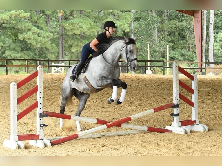 American Quarter Horse Wallach 6 Jahre 163 cm Schimmel in Birmingham