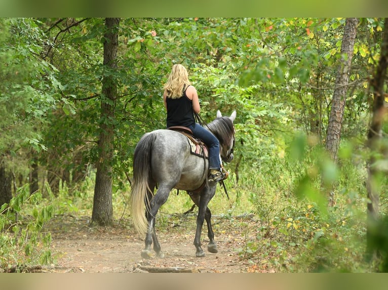 American Quarter Horse Wallach 6 Jahre 163 cm Schimmel in Birmingham