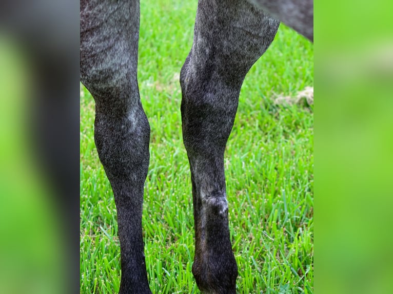 American Quarter Horse Wallach 6 Jahre 163 cm Schimmel in Auxvasse, MO
