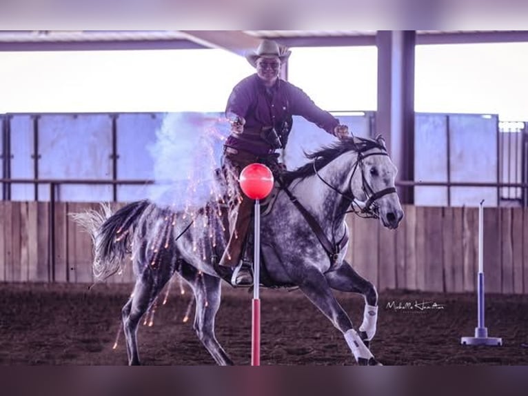 American Quarter Horse Wallach 6 Jahre 163 cm Schimmel in Auxvasse, MO