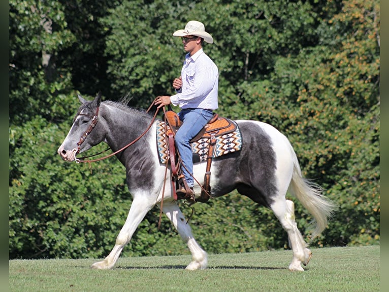 American Quarter Horse Wallach 6 Jahre 163 cm Tobiano-alle-Farben in Brodhead Ky