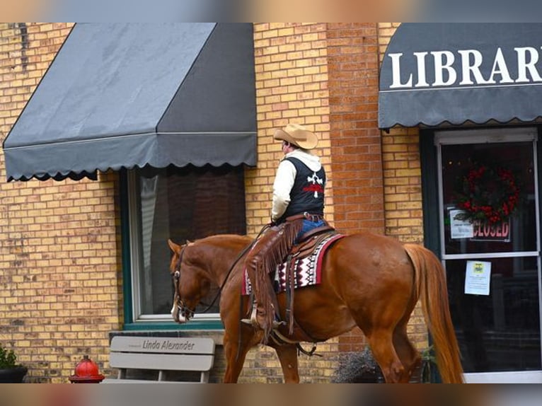 American Quarter Horse Wallach 6 Jahre 165 cm Dunkelfuchs in Fredricksburg, OH