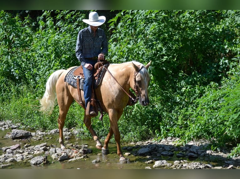 American Quarter Horse Wallach 6 Jahre 165 cm Palomino in Stephenville, TX