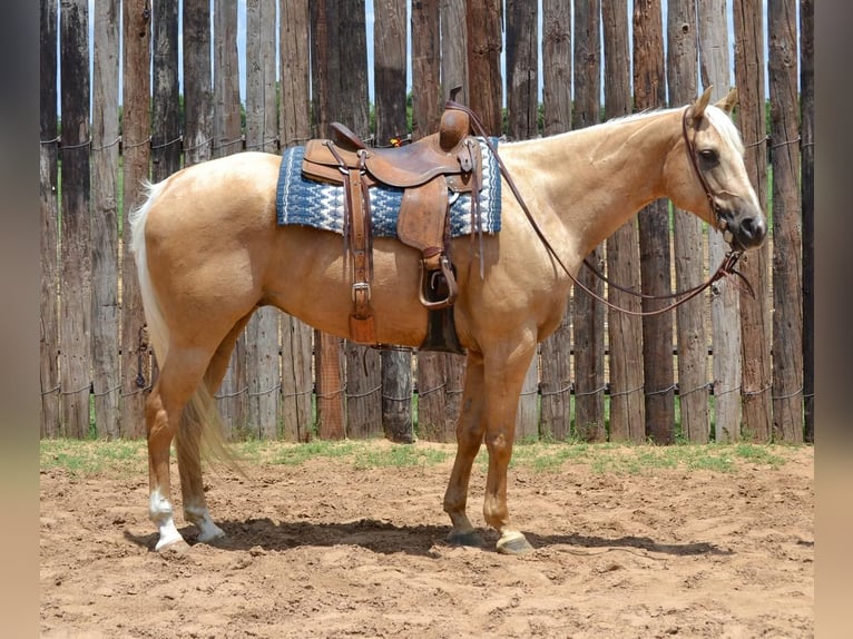 American Quarter Horse Wallach 6 Jahre 165 cm Palomino in Stephenville, TX