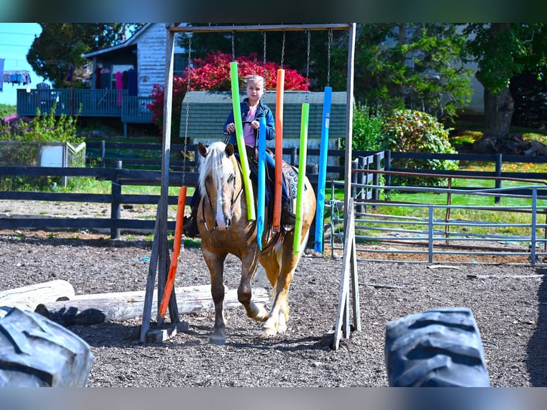 American Quarter Horse Mix Wallach 6 Jahre 165 cm Palomino in Fredericksburg, OH
