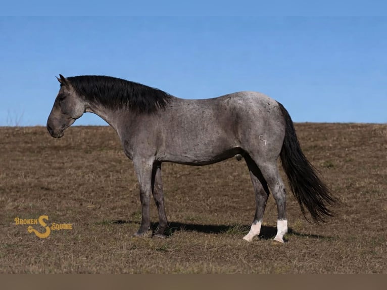 American Quarter Horse Wallach 6 Jahre 165 cm Roan-Blue in Bogard MO