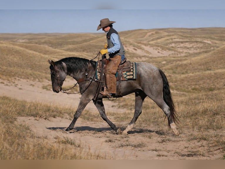 American Quarter Horse Wallach 6 Jahre 165 cm Roan-Blue in Bogard MO