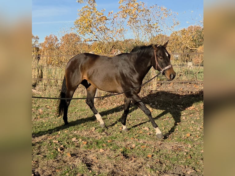 American Quarter Horse Wallach 6 Jahre 167 cm Dunkelbrauner in Heist