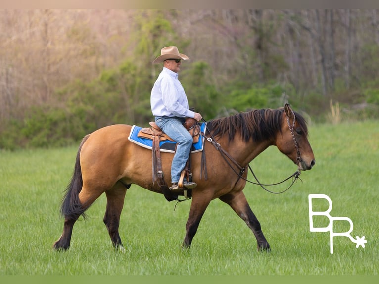 American Quarter Horse Wallach 6 Jahre 168 cm Falbe in Mountain Grove MO