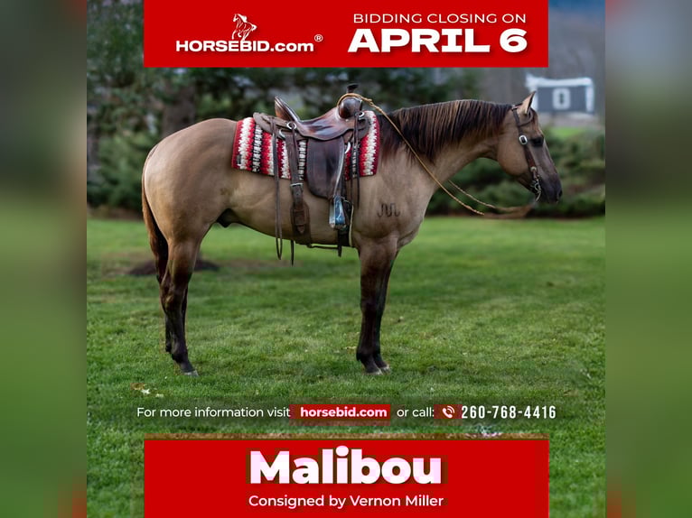 American Quarter Horse Wallach 6 Jahre 168 cm Grullo in Shipshewana