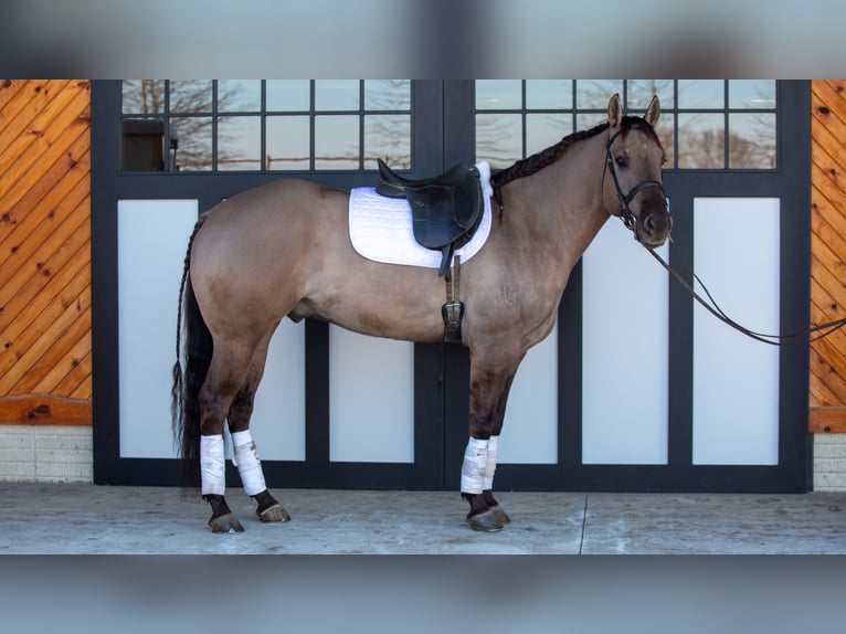 American Quarter Horse Wallach 6 Jahre 168 cm Grullo in Shipshewana