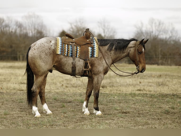 American Quarter Horse Wallach 6 Jahre 168 cm Roan-Bay in Quitman