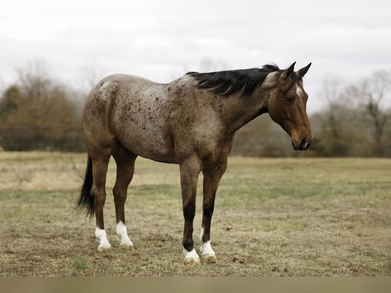 American Quarter Horse Wallach 6 Jahre 168 cm Roan-Bay in Quitman