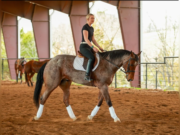 American Quarter Horse Wallach 6 Jahre 168 cm Roan-Bay in Quitman