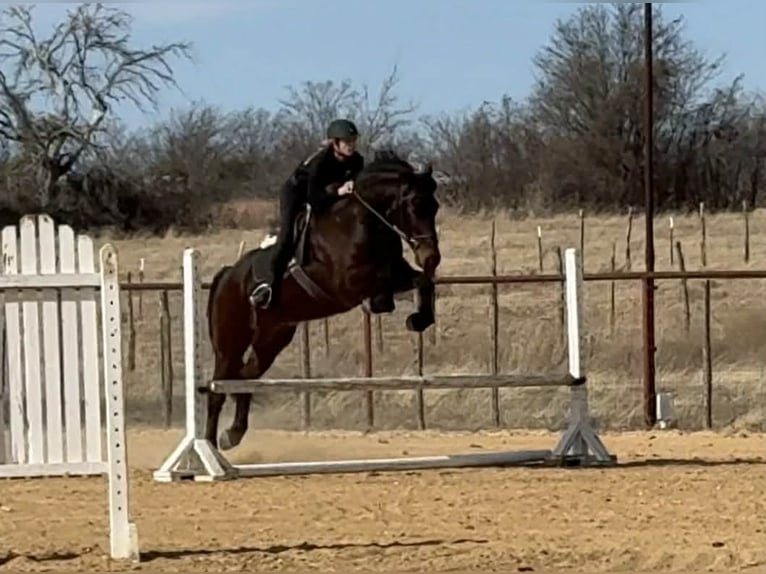 American Quarter Horse Wallach 6 Jahre 168 cm Rotbrauner in Jacksboro TX