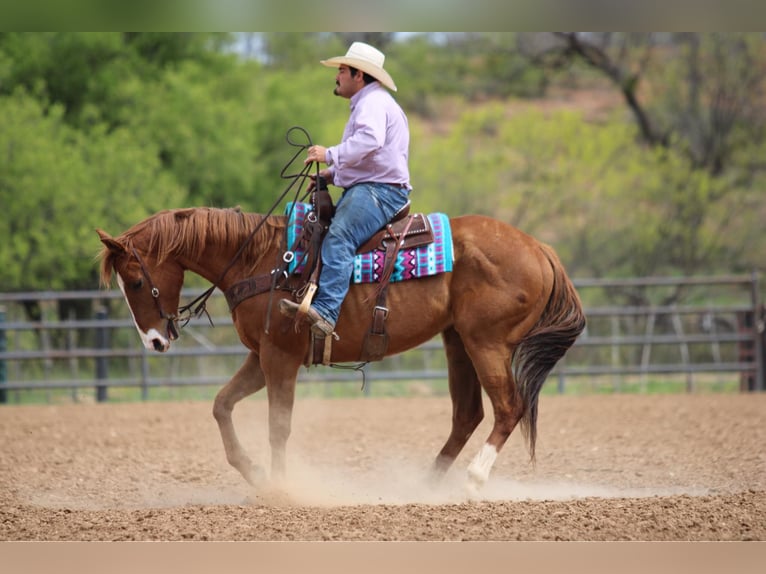 American Quarter Horse Wallach 6 Jahre 168 cm Rotfuchs in Stephenville TX