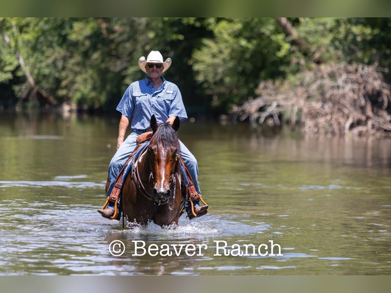 American Quarter Horse Wallach 6 Jahre 168 cm Tobiano-alle-Farben in MOuntain Grove MO