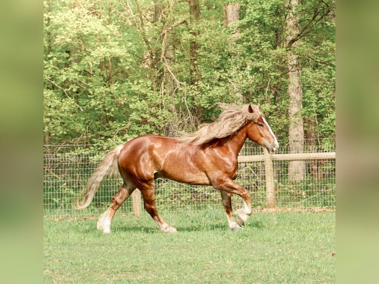 American Quarter Horse Wallach 6 Jahre 170 cm Dunkelfuchs in Howell, MI