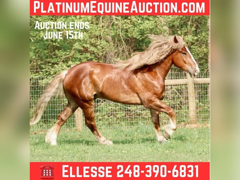 American Quarter Horse Wallach 6 Jahre 170 cm Dunkelfuchs in Howell, MI