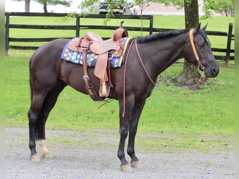 American Quarter Horse Wallach 6 Jahre 170 cm Rappe in Allentown, NJ