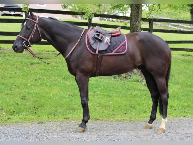 American Quarter Horse Wallach 6 Jahre 170 cm Rappe in Allentown, NJ