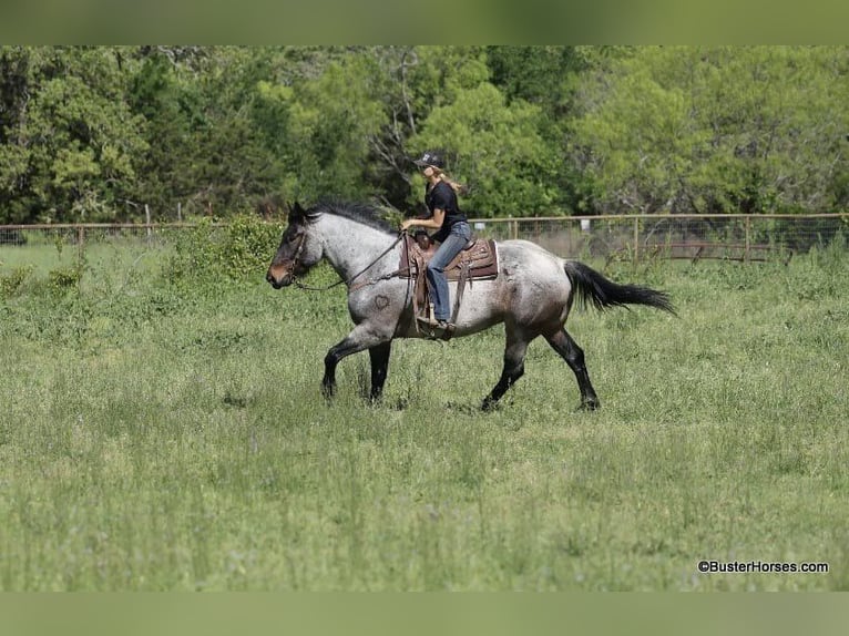 American Quarter Horse Wallach 6 Jahre 170 cm Roan-Bay in WeATHERFORD tx