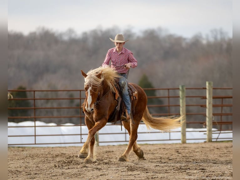 American Quarter Horse Mix Wallach 6 Jahre 170 cm Rotfuchs in Auburn, KY