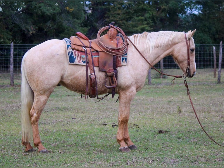 American Quarter Horse Wallach 6 Jahre 173 cm Palomino in RUSK TX