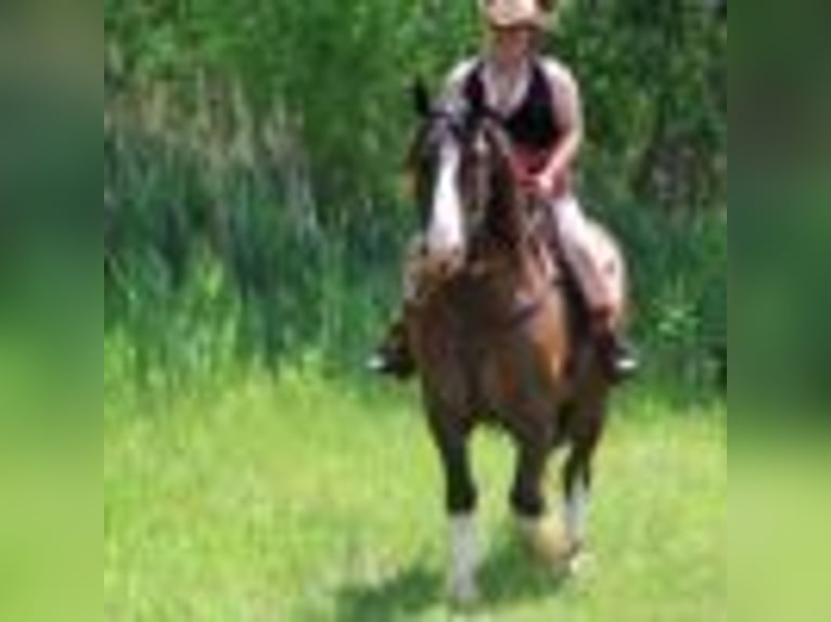 American Quarter Horse Wallach 6 Jahre 173 cm Rotbrauner in Howell