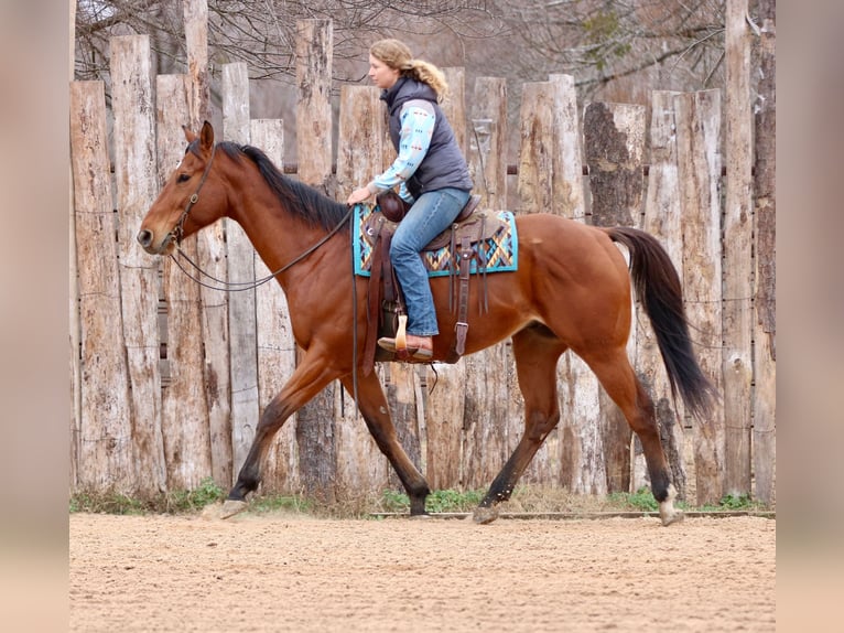 American Quarter Horse Mix Wallach 6 Jahre 173 cm Rotbrauner in Athens
