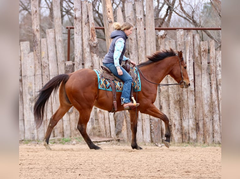 American Quarter Horse Mix Wallach 6 Jahre 173 cm Rotbrauner in Athens